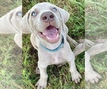 Small Photo #1 Weimaraner Puppy For Sale in WILDWOOD, FL, USA