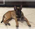 Small #2 Mutt