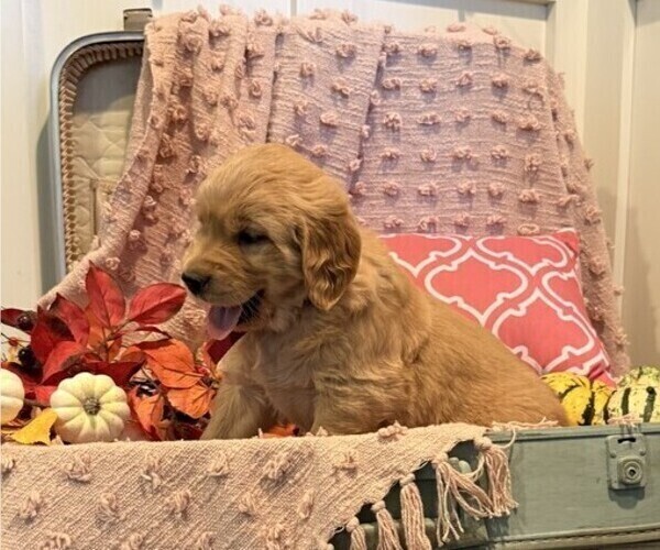 Medium Photo #4 Golden Retriever Puppy For Sale in WILLARD, WI, USA