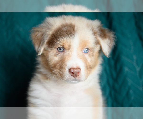 Medium Photo #4 Australian Shepherd Puppy For Sale in ROCKY MOUNT, VA, USA