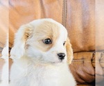 Small Photo #6 Cavapoo Puppy For Sale in FRESNO, OH, USA