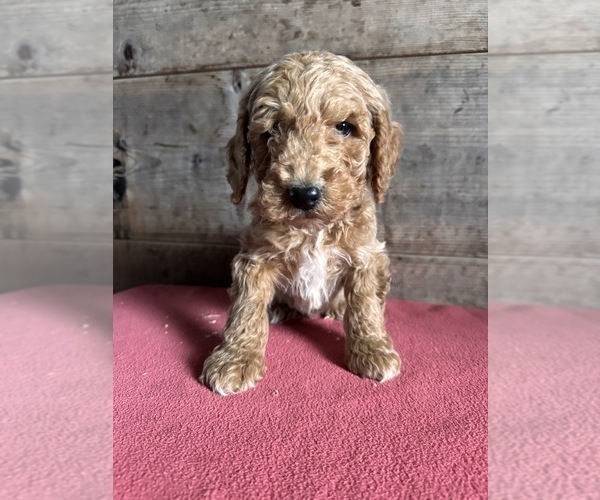 Medium Photo #7 Goldendoodle (Miniature) Puppy For Sale in VERMONTVILLE, MI, USA
