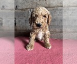 Small Photo #7 Goldendoodle (Miniature) Puppy For Sale in VERMONTVILLE, MI, USA