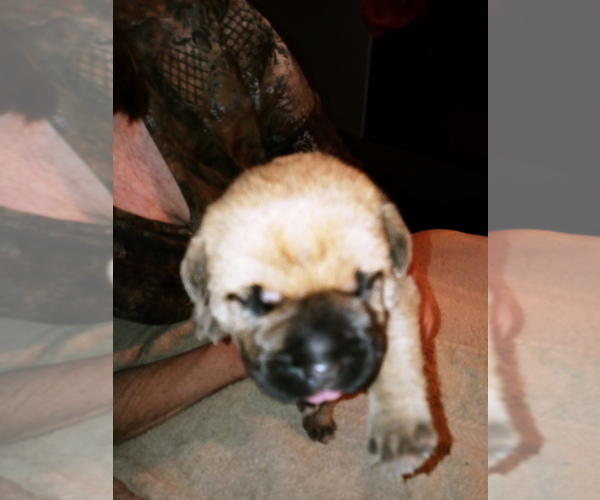 Medium Photo #5 Cane Corso Puppy For Sale in SPRINGFIELD, MO, USA