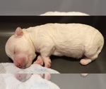 Small Photo #11 Bichon Frise Puppy For Sale in ORLANDO, FL, USA