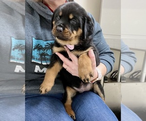 Rottweiler Puppy for sale in ELIZ CITY, NC, USA