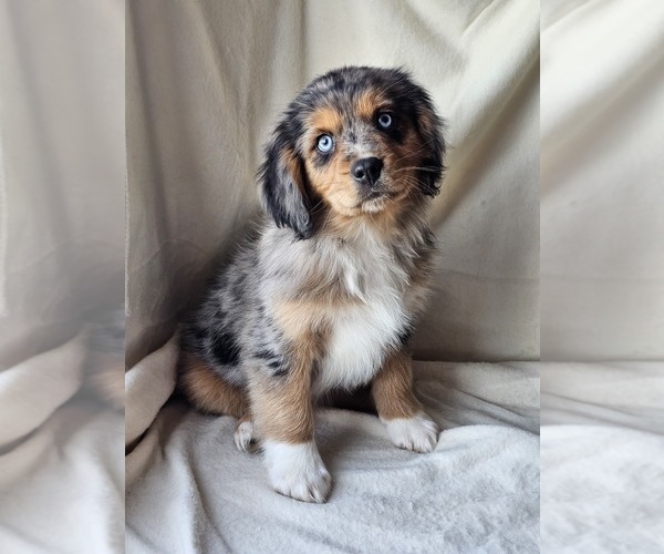 Medium Photo #3 Cavalier King Charles Spaniel-Miniature Australian Shepherd Mix Puppy For Sale in GILBERT, AZ, USA