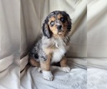 Small Photo #8 Cavalier King Charles Spaniel-Miniature Australian Shepherd Mix Puppy For Sale in GILBERT, AZ, USA