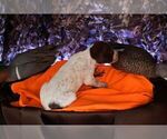 Small #6 German Shorthaired Pointer