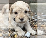 Small Photo #2 Cockapoo Puppy For Sale in BELTON, KY, USA