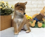 Small Photo #6 Shiba Inu Puppy For Sale in CHICAGO, IL, USA