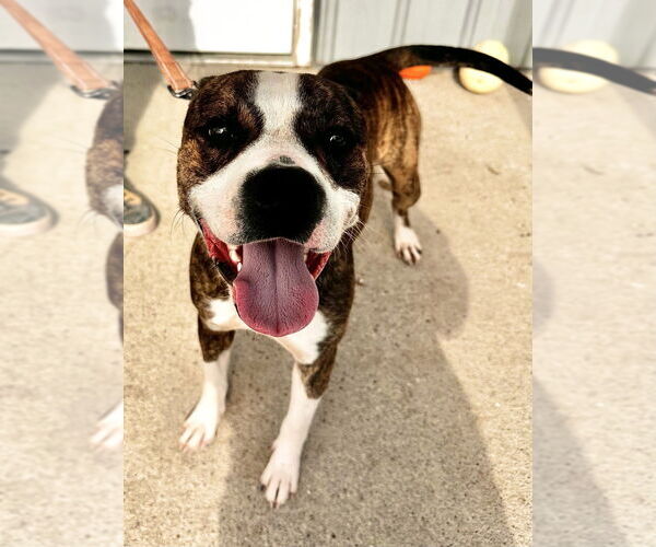 Medium Photo #8 Mutt Puppy For Sale in Evansville, IN, USA