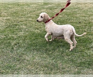 Mother of the Goldendoodle (Miniature) puppies born on 01/27/2024