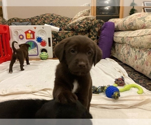 Medium Photo #9 Sheprador Puppy For Sale in AURORA, OR, USA