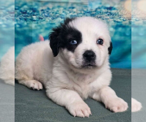 Medium Photo #2 Australian Shepherd-Unknown Mix Puppy For Sale in Lakewood, CO, USA