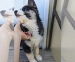 Small Photo #12 Siberian Husky Puppy For Sale in TONOPAH, NV, USA