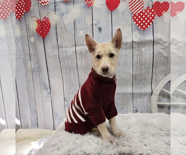 Medium Photo #9 Siberian Husky-Unknown Mix Puppy For Sale in Fargo, ND, USA