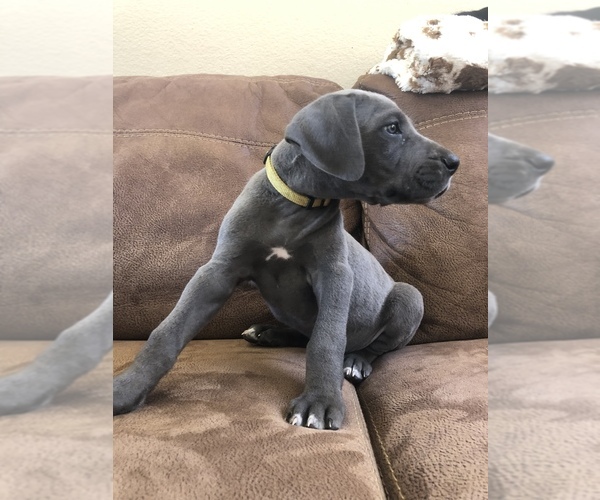 Medium Photo #10 Great Dane Puppy For Sale in SALINAS, CA, USA