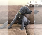 Small Photo #10 Great Dane Puppy For Sale in SALINAS, CA, USA