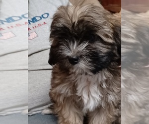 Lhasa Apso Puppy for sale in AMADO, AZ, USA
