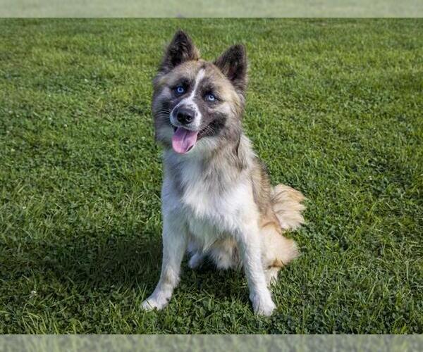 Medium Photo #2 German Shepherd Dog-Huskies  Mix Puppy For Sale in Pasadena, CA, USA