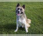 Small #1 German Shepherd Dog-Huskies  Mix