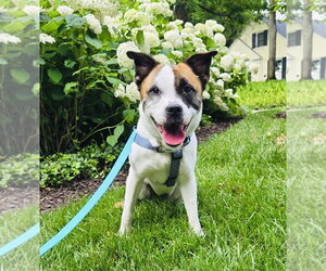 Mutt Dogs for adoption in Germantown, OH, USA