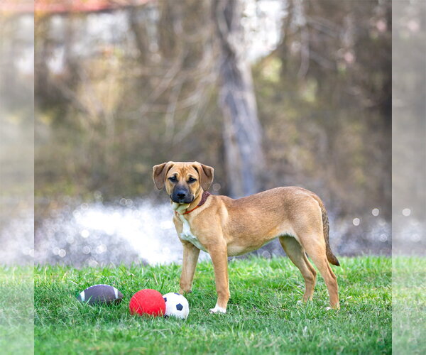Medium Photo #3 Mutt Puppy For Sale in Unionville, PA, USA