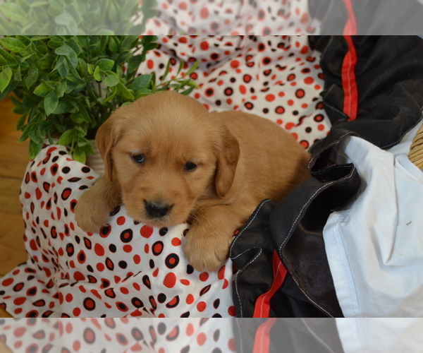 Medium Photo #5 Golden Retriever Puppy For Sale in GREENWOOD, WI, USA
