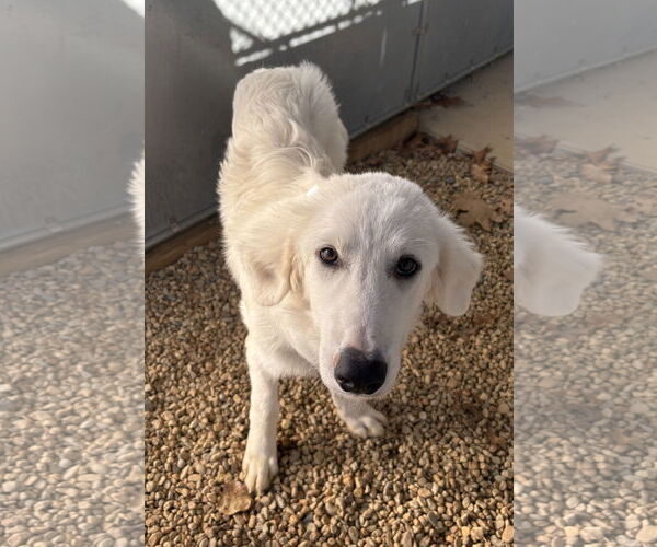 Medium Photo #1 Great Pyrenees-Unknown Mix Puppy For Sale in Sterling, MA, USA