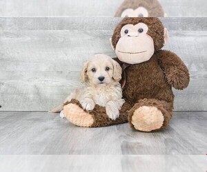 Cavapoo Puppy for sale in CLEVELAND, NC, USA