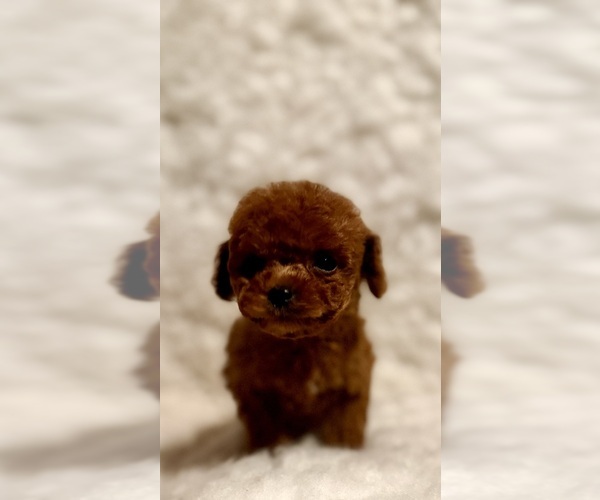 Medium Photo #5 Poodle (Toy) Puppy For Sale in REDLANDS, CA, USA