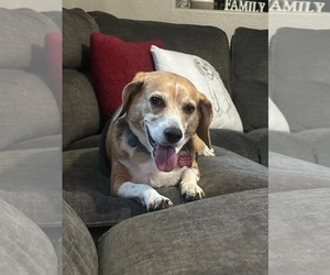 Beagle Dogs for adoption in Las Vegas, NV, USA