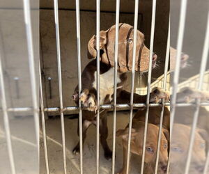 Mutt Dogs for adoption in Oklahoma City, OK, USA