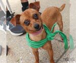 Small Chihuahua Mix
