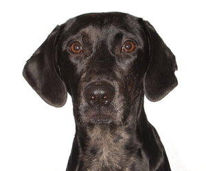 Mutt Dogs for adoption in Oakland Park, FL, USA