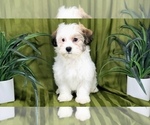 Small Photo #2 Havanese Puppy For Sale in NAPLES, FL, USA