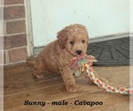 Small #1 Cavapoo