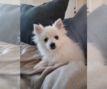 Small Photo #1 Pomeranian Puppy For Sale in AUSTELL, GA, USA