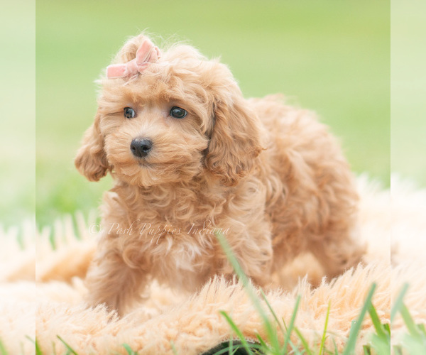 Medium Photo #6 Maltipoo (Miniature) Puppy For Sale in WARSAW, IN, USA