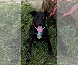 Labrador Retriever-Unknown Mix Dogs for adoption in Rockaway, NJ, USA