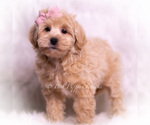 Small #3 Maltipoo (Toy)