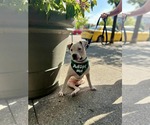 Small #2 American Pit Bull Terrier Mix