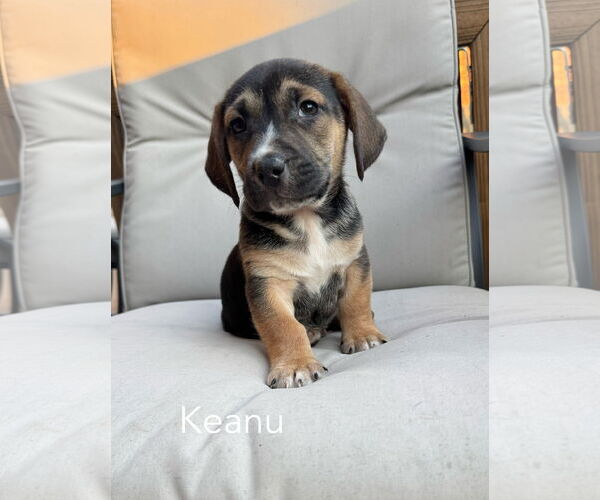 Medium Photo #1 Beagle-Unknown Mix Puppy For Sale in Parker Ford, PA, USA