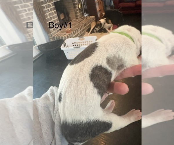 Medium Photo #11 Great Dane Puppy For Sale in CLANTON, AL, USA