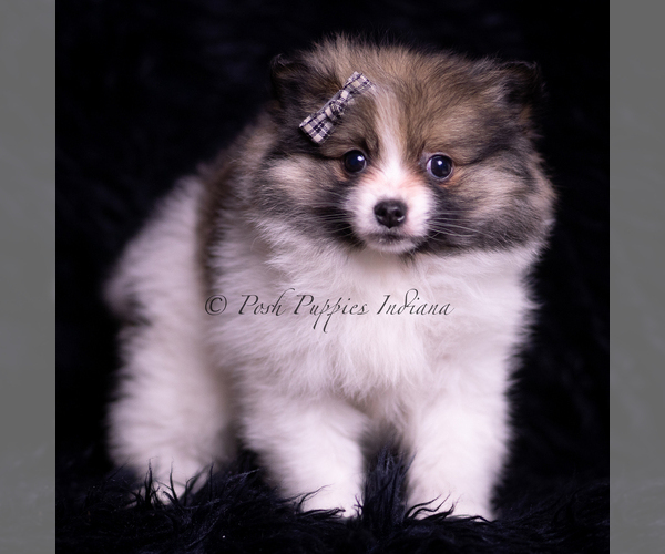 Medium Photo #71 Pomeranian Puppy For Sale in WARSAW, IN, USA