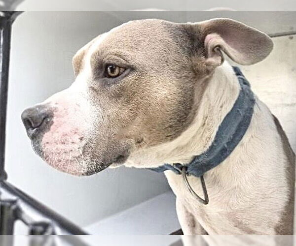 Medium Photo #2 American Bulldog-Unknown Mix Puppy For Sale in Houston, TX, USA