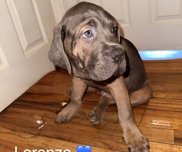 Medium Photo #1 Cane Corso Puppy For Sale in PHILADELPHIA, PA, USA