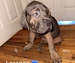 Puppy Lorenzo Cane Corso