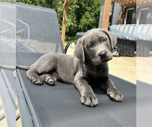Labrador Retriever Puppy for sale in FRANKLIN, IN, USA